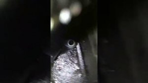 Nissan primera p12 замена датчика коленвала ..