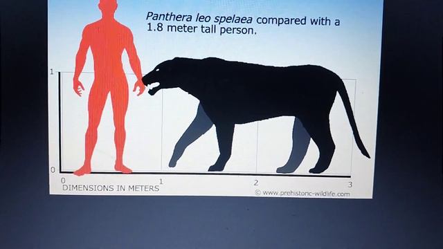Cenozoic profile Cave lion смотреть онлайн