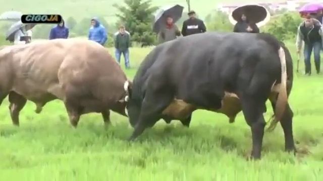 Драка быков