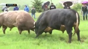 Драка быков