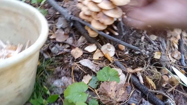 #нефтекамск Грибы Oпята, целое ведро с одного места! смотреть онлайн