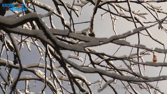 Дыхание зимы. Первый снег. Зимний лес. Ставропольская зима смотреть онлайн