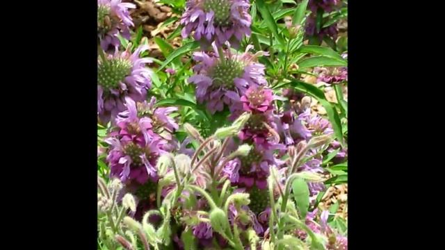 Lemon beebalm|Horsemint|Monarda citriodora смотреть онлайн