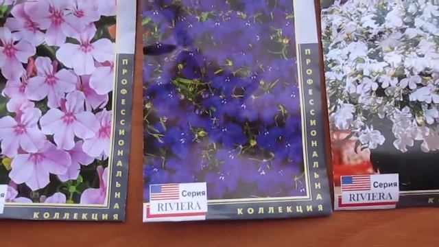 лобелия кустовая смотреть онлайн