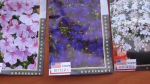 лобелия кустовая