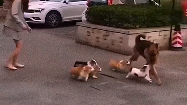 Дети! Я не ваш папа! Овчарка и щенки корги смотреть онлайн