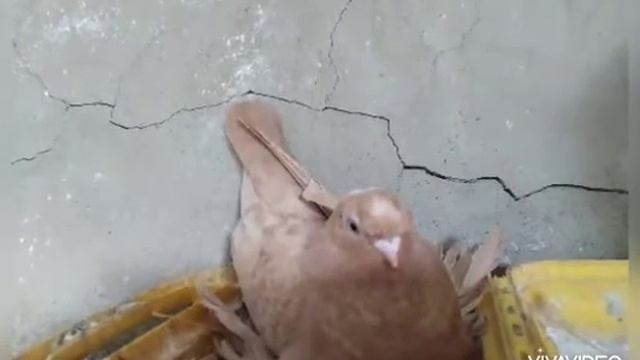 Красивый голуби в Казахстане смотреть онлайн