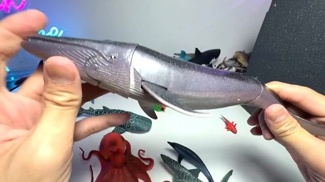 New Sea Animals - Dolphin, Whale Shark, Octopus, Squid, Baiji, Mako Shark, Zebra Shark, And More