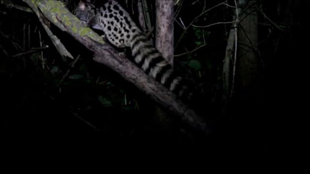 Ginetas (Genetta genetta) смотреть онлайн