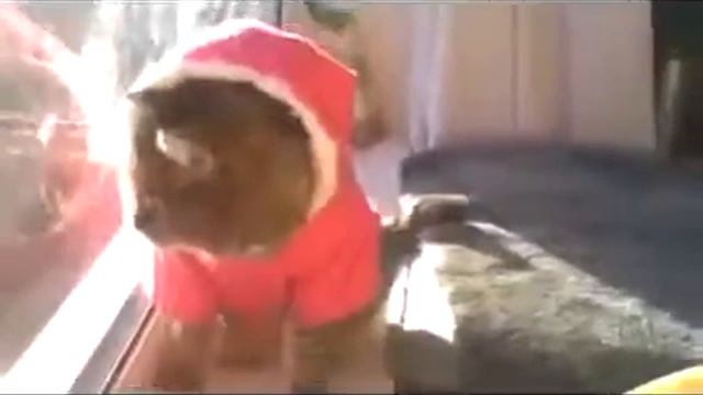 кот новогодний дед мороз Юмор! Прикол! Смех смотреть онлайн
