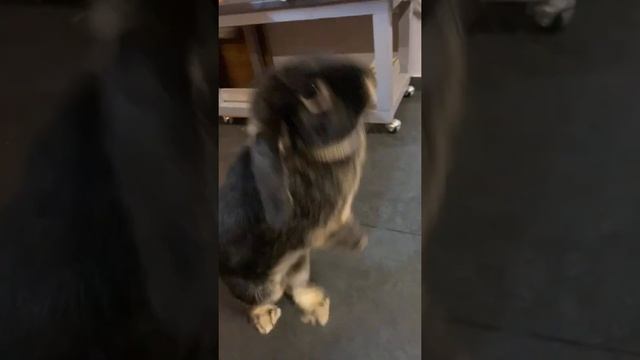 Декоративные кролики бараны в квартире | Свободный выгул смотреть онлайн