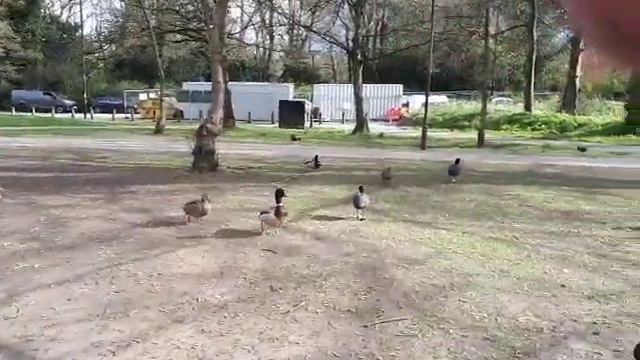 Ветреный день в парке смотреть онлайн