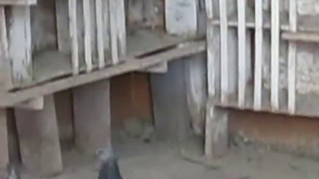 Будапештские высоколетные голуби 5 смотреть онлайн