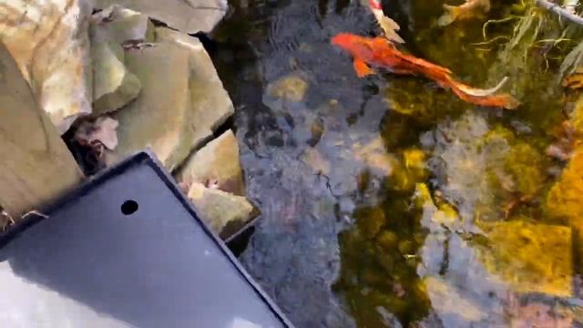 Как устабилизировать САДОВЫЙ ПРУД и добиться чистой воды БЫСТРО смотреть онлайн