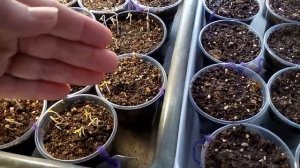 Первые всходы томатов. 30 марта.Проверяйте появление первых петелек! Готовим  место на окошке .