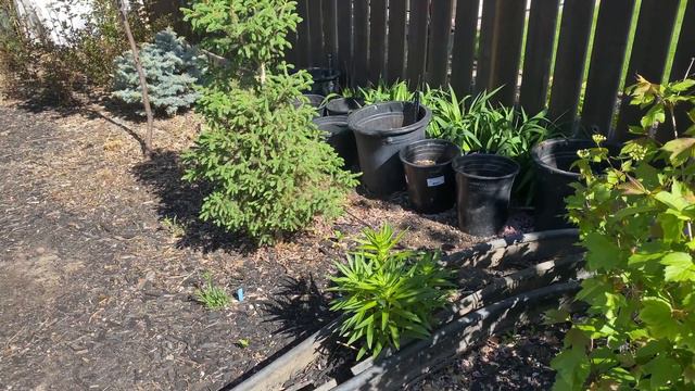 Full Backyard Tour: June 1, 2022 смотреть онлайн