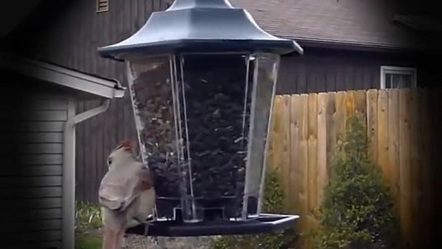 Birds Feeding/Female Cardinal смотреть онлайн