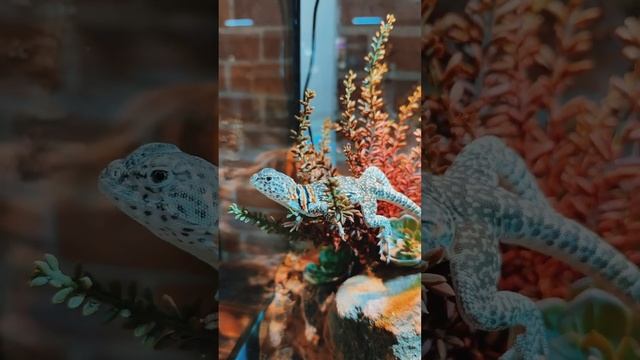 О ком сделать следующее видео? #игуана #ящерица #рептилии смотреть онлайн