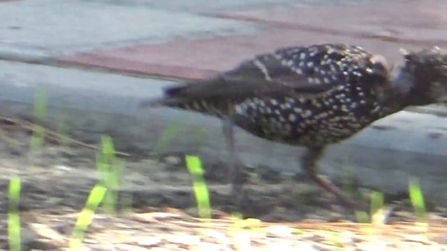 Пятнистый скворец. Пение скворцов. смотреть онлайн