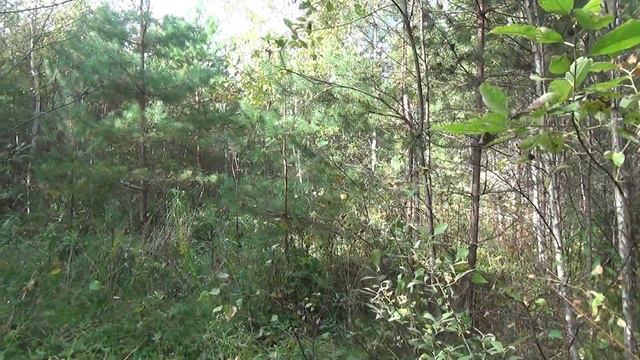 Русские гончие. Забава.