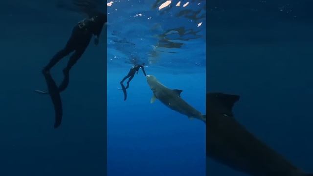 Акула Мегалодон напала на человека смотреть онлайн