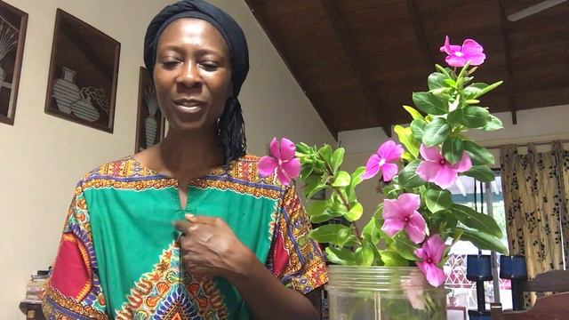 Periwinkle herbal tea health benefits with Dr Debs - Oct 20th, 2020 смотреть онлайн