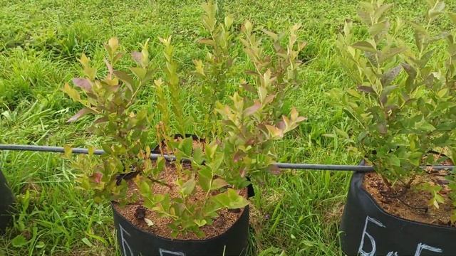 Удивительный эксперимент. Сорт "Блюголд" смотреть онлайн