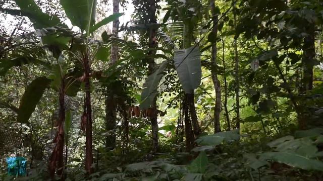 Virtual Walking Journey in Leke Leke Waterfall, Tabanan, Bali. Indonesia смотреть онлайн