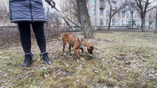 Немецкий боксер/ щенок Рона/ девочка растет(German boxer/ Ron's puppy / girl growing up) смотреть онлайн