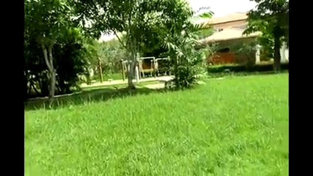 Fawn Thai Ridgeback Dog - KANOMTOM part 1 смотреть онлайн