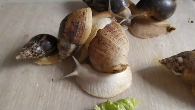 Хобби или творческий Влог. /Очень много улиток/ фломастеры/ карандаши/раскраски смотреть онлайн