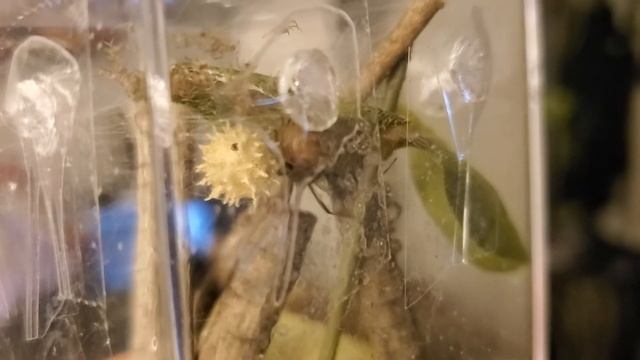 Latrodectus geometricus (Brown Widow) babies emerging from the egg sac смотреть онлайн