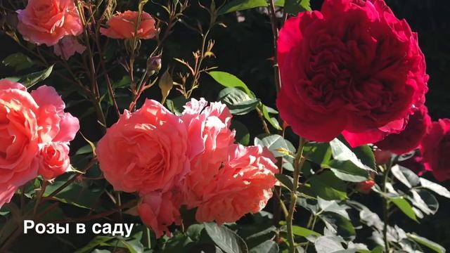 РОЗА САМЫЙ КРАСИВЫЙ ЦВЕТОК НА ЗЕМЛЕ! смотреть онлайн