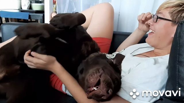 Шоколад лабрадор песик приколы с животными нежный шоколад ласковый зверь смотреть онлайн