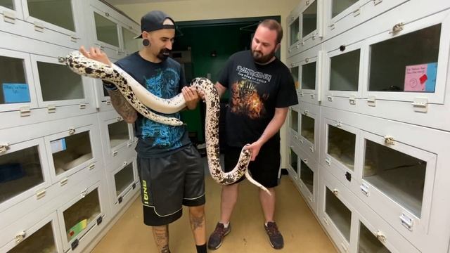 Episode 33: COW reticulated pythons with Rob from New England Reptile (NERD). смотреть онлайн