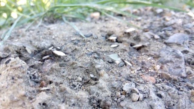 Лёт муравьев Lasius niger смотреть онлайн
