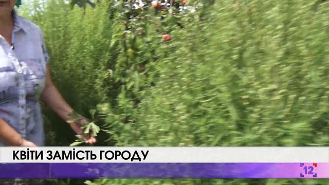 Квіти замість городу: квітникарка з Торчина створює місце гармонії та відпочинку смотреть онлайн