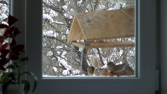 Синицы и воробьи в одной кормушке смотреть онлайн