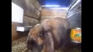 Кролики ФРАНЦУЗКИЙ БАРАН --  КРУПНАЯ ПОРОДА КРОЛИКОВ