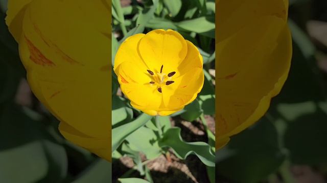 Тюльпаны смотреть онлайн