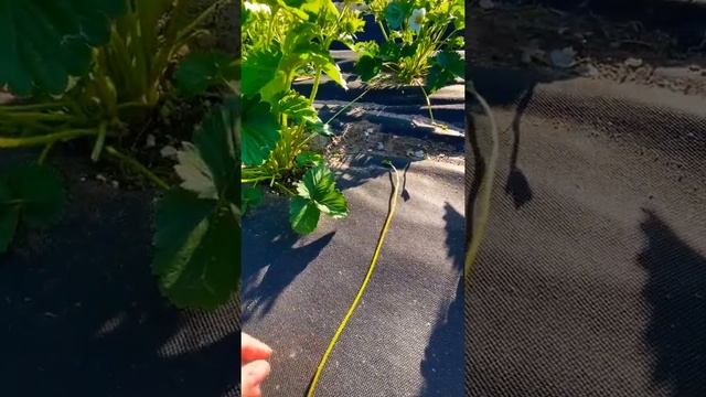 КЛУБНИКА: УСЫ или ЯГОДЫ? Что оставите вы? смотреть онлайн