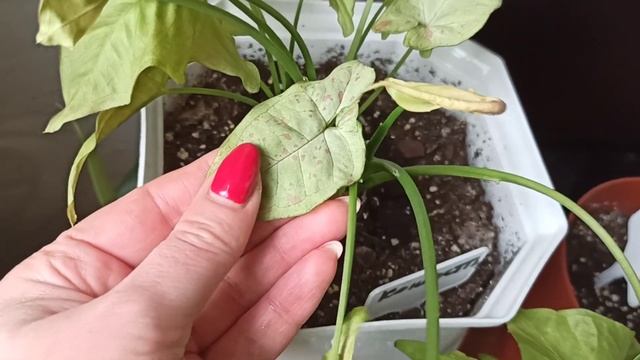 Сингониумы не в самом лучшем состоянии ?? смотреть онлайн