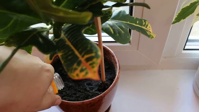 HVM - Как полить цветы!