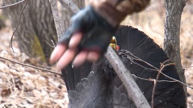 Прогулка семьей на глухариный ток. Агрессивный глухарь. смотреть онлайн