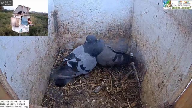 Go figure... Male pigeon fights with female pigeon. смотреть онлайн