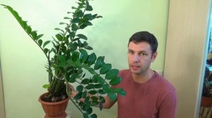 Как вырастить большой ЗАМИОКУЛЬКАС /Уход, полив, пересадка , размножение. Долларовое дерево.