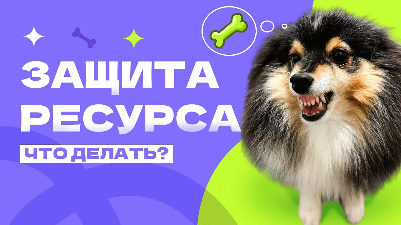 Защита ресурса. Откуда у собаки защита ресурса? Собака охраняет меня, воду, игрушки