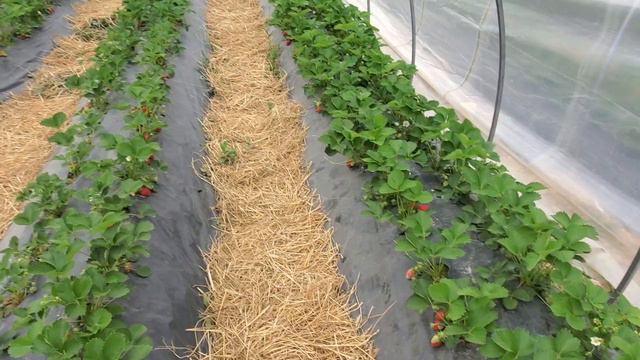 Клубника 🍓 Сулюкта смотреть онлайн