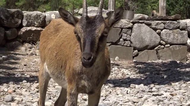Коза Кри Кри в ущелье Самарья на Крите (feeding Kri-Kri goat, Crete) смотреть онлайн