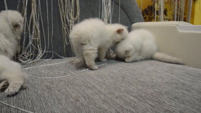 Маленькие пушистые котята смотреть онлайн